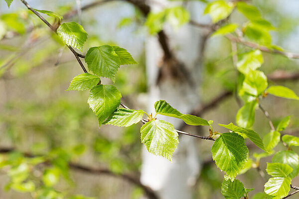 Birkenblätter werden als pflanzliches Mittel bei Gicht eingesetzt, da sie eine harntreibende Wirkung haben.  